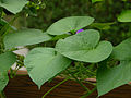 The leaves of common morning glory (Ipomoea purpurea)