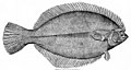 A winter flounder, a type of flatfish, with both eyes on the same side of its head