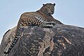 Image 1The Sri Lankan leopard (Panthera pardus kotiya) is an endangered subspecies of leopard native to Sri Lanka. (from Sri Lanka)
