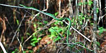 Rough greensnake (Opheodrys aestivus) in Tyler County