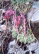 Saxifraga species