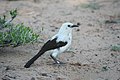 Pied babbler adults have a white head and body with dark brown rectrices and remiges.