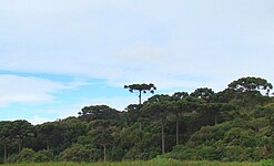 Araukarien in Piraquara