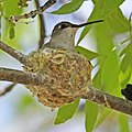 Nesting female