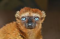 Sclater's lemur, also known as the blue-eyed black lemur