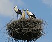 White Stork, juveniles