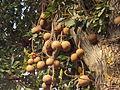 Fruits (Tamil Nadu, India)