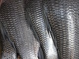 Silvered scales of a rohu provide protection and camouflage.