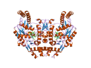 1zzu: Rat nNOS D597N/M336V double mutant with L-N(omega)-Nitroarginine-2,4-L-Diaminobutyric Amide Bound