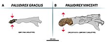Paludirex species