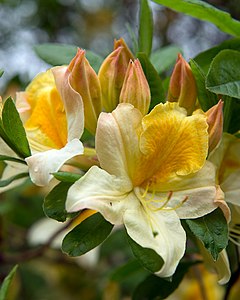 Rhododendron „Toucan“
