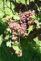 A red-skinned version of Chasselas ripening on the vine