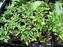 Plug tomato plants (Solanum lycopersicum var. lycopersicum (habit))