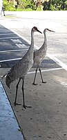 Two Florida sandhill cranes at a gas station near Cape Canaveral, Florida