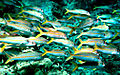 Image 63The yellowfin goatfish changes its colour so it can school with blue-striped snappers (from Coastal fish)