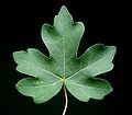 Field maple leaf