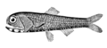 Image 39Lantern fish (from Deep-sea fish)