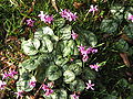 Cyclamen coum subsp. coum f. coum