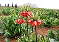 Fritillaria imperialis of Iran