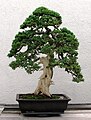 Image 48Informal upright style of bonsai on a juniper tree (from Tree)