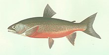 Drawing of a trout-like fish