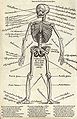 Die Knochenanatomie (Anatomy of the skeleton)