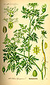 Fool's parsley, Aethusa cynapium (poison)