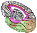 Infero-medial surface of right cerebral hemisphere. The color brown represents occipital lobe.
