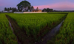 Paddy fields overseeing a temple