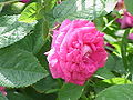 ‘Rose du Roi’, Lélieur, 1815