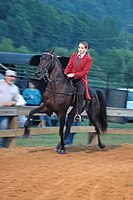Tennessee Walking Horse at the running walk