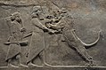 Part of the Lion Hunt of Ashurbanipal, c. 640 BCE, Nineveh