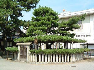 Aioi Pinus in Takasago Shrine