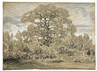 Study of an Oak Tree, c. 1857-1867, drawing in black and white chalk on paper, Museum of Fine Arts, Houston