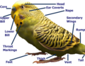 Labelled image of a budgerigar.