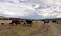 Image 61Cattle near the Bruneau River in Elko County (from Nevada)