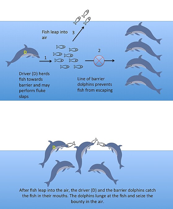 ↑  A team of common bottlenose dolphins cooperate to make schooling fish jump in the air. In this vulnerable position the fish are easy prey for the dolphins.[52]