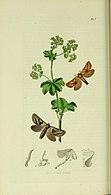 John Curtis's British Entomology Volume 5