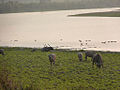 Kaziranga ist eine der letzten Hochburgen der wilden Wasserbüffel