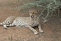 Nordostafrikanischer Gepard