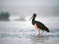 The Black Stork, a Annex A protected species under Regulation (EC) No. 338/97