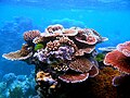 Steinkorallen im Great Barrier Reef