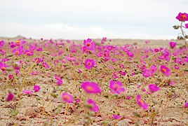 Desert bloom (desierto florido)