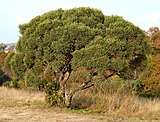 A female tree