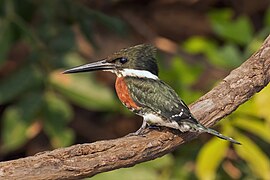 Green kingfisher (Chloroceryle americana) male 3