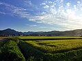 Rice fields near Minami Kanazawa