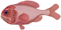 Image 25Orange roughy (from Pelagic fish)