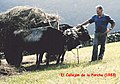Couple of cows working at the grass crop in Saja valley, Cantabria, in 1983.