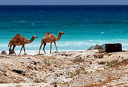 Camels on the beach at al-Shihr