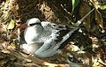 Image 2Red-billed tropicbird on Little Tobago. (from Tobago)